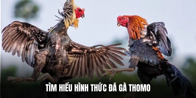 Tìm hiểu hình thức đá gà Thomo.